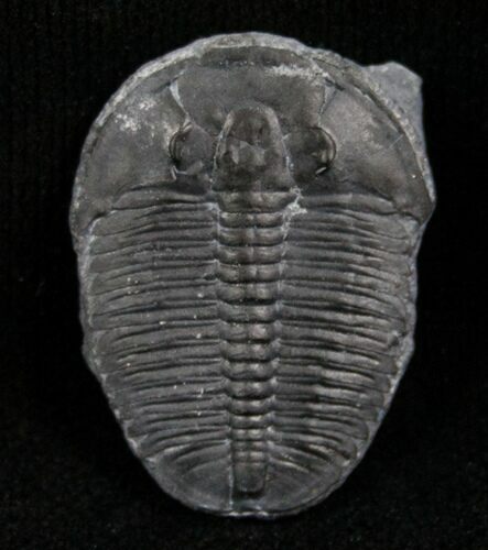 Elrathia Trilobite - Utah #6684